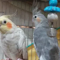 عروسهلندی نر و ماده|پرنده|میناب, |دیوار