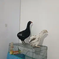 مرغ ارکانا