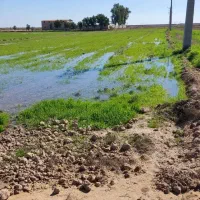زمین-کشاورزی-7جریب