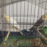 یک جفت عروس هلندی