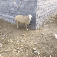 یک عدد بره جوان آبستن خوش خوراک|حیوانات مزرعه|شادگان, |دیوار