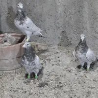 سرور خوشگل|پرنده|ارژن, |دیوار