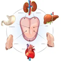 کار در منزل با حقوق ساعتی