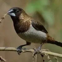 فنج بنگالی یا پرستار