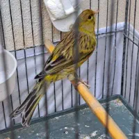 قناری سبز قرص بخون