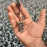 نشا کلم گاهو و ...|خدمات باغبانی و درختکاری|دزفول, |دیوار