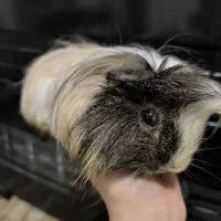 خوکچه هندی نربالغ