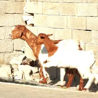 سه‌بزابستن‌وکهره‌دار|حیوانات مزرعه|شنبه و طسوج, |دیوار