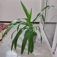 گل اشک ملکه