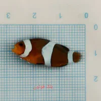 انواع دلقک ماهی آبشور|ماهی|تهران, جوادیه تهرانپارس|دیوار