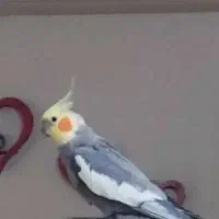 عروس هلندی گمشده