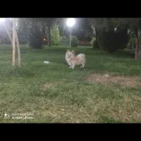 سگ پامرین روباهی نر|سگ|خمینی‌شهر, |دیوار