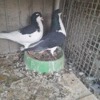 کبوتر فروشی