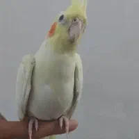 جوجه عروس هلندی