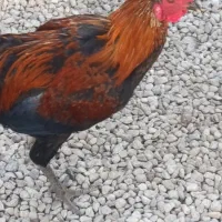 خروس لاری اصیل