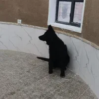 توله ژرمن بلک