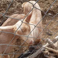 بزسانن-نربزآلپاین