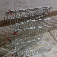 فنس نگهداری حیوان خانگی