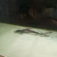 پنگوسی شکاری باله بلند