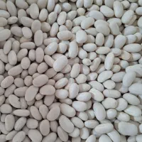 نخود لوبیا قرمز لوبیا سفید لوبیا چیتی|عمده‌فروشی|فامنین, |دیوار