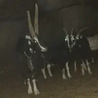 نربز  شاخ روک جوان