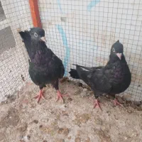 سیاه و دوکت