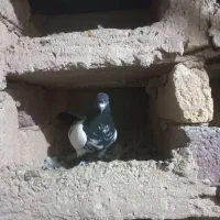 باعرض سلام خدمت عشق بازان عزیز|پرنده|دورود, |دیوار