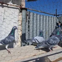 کبوتر مسافتی