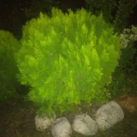 فروش کاج لاوسون توپی (کامیس)