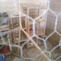 قفس و جفت کن کبوتر|لوازم جانبی حیوانات|ملایر, |دیوار