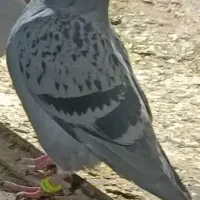 جوجه پولکی