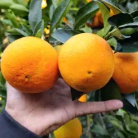 پرتقال خوش رنگ موجوده  قیمت ۴۰|خوردنی و آشامیدنی|عباس‌آباد, |دیوار