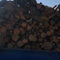 خریدار درخت خریدوبرش درختان|خدمات باغبانی و درختکاری|مشکین‌دشت, |دیوار