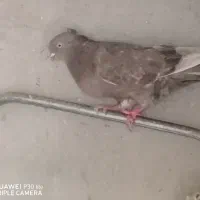 کبوتر|پرنده|خورموج, |دیوار