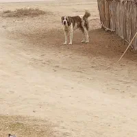 الابای گوگجه آماده کشش