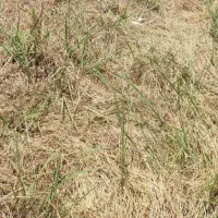 زمین کشاورزی ۸جریب برجاده