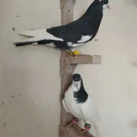 شهری خوب|پرنده|شیراز, شهرک بهار|دیوار