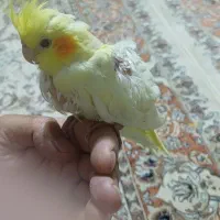 جوجه عروس هلندی لوتینودستی|پرنده|فولادشهر, A3|دیوار