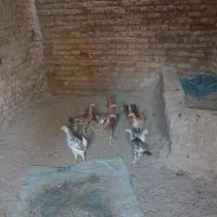 فروش جوجه مرغ محلی