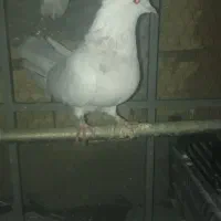 کبوتر فروشی دونه ای ۱۵۰|پرنده|قم, شهرک امام حسین|دیوار