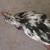 خروس اصل گلین|حیوانات مزرعه|سربند, |دیوار