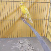 قناری نر|پرنده|ملایر, |دیوار