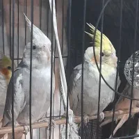 عروس هلندی|پرنده|شهریار, کهنز|دیوار