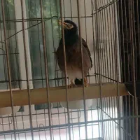 مرغ مینا|پرنده|ملایر, |دیوار