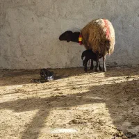 میش هترو