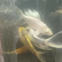 ماهی کوی پلاتینیوم با له بلند