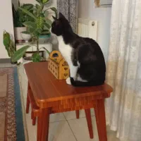 واگذاری گربه