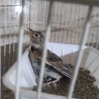 سهره خاکی کهنه کار|پرنده|گرگان, |دیوار