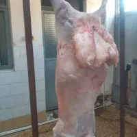 قصابی کهره وبره هر روز