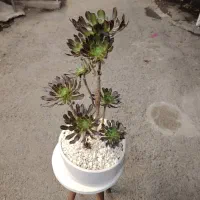 گل بونسای (درختچه بونسای آئونیوم بنفش)